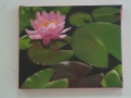 Waterlily #3